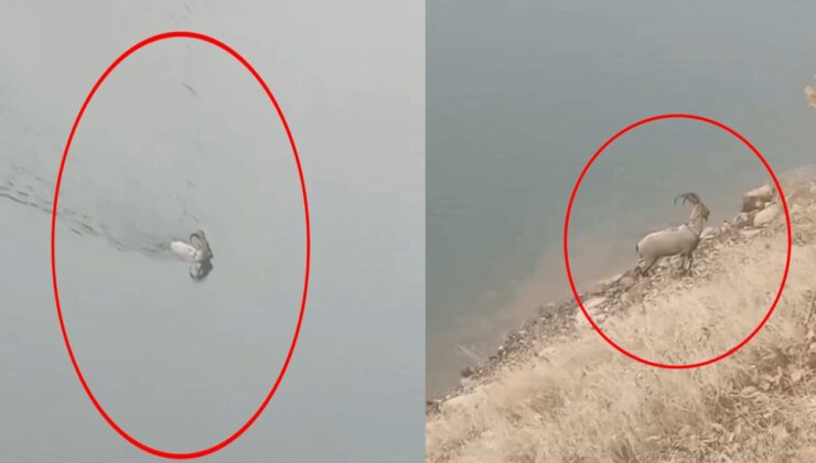 Dağ keçisi baraj gölünü yüzerek geçti; o anlar kamerada