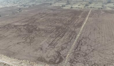 Domuzlar arpa ve buğday tarlasına zarar verdi
