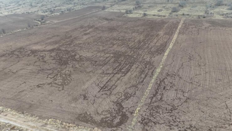 Domuzlar arpa ve buğday tarlasına zarar verdi