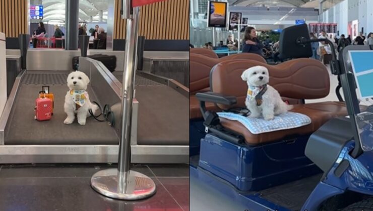 Dünyanın en çok gezen köpeği ‘Tofu’ İstanbul'da