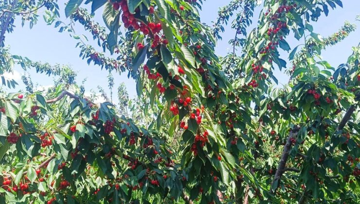 Edirne tarlalarıdnan Avrupa sofralarına! Tescilli lezzet rekorlar kırıyor