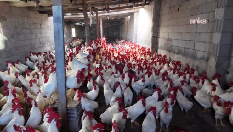 Emekli öğretmen hobi olarak başladı, gelir kapısına çevirdi