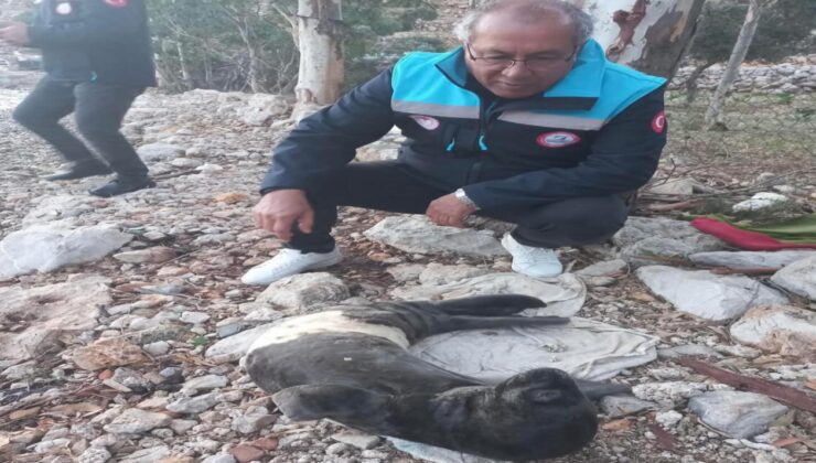 Fırtınada karaya sürüklenen yavru foku balıkçılar kurtardı
