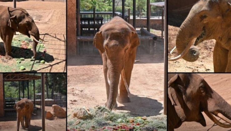 Gaziantep'te yaşayan dünyanın ilk tüp bebek fili başını duvara vura vura intihar etti