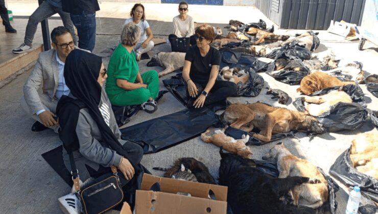 Gebze’de katliamın adresi kapalı: Barınak ziyarete kapatıldı