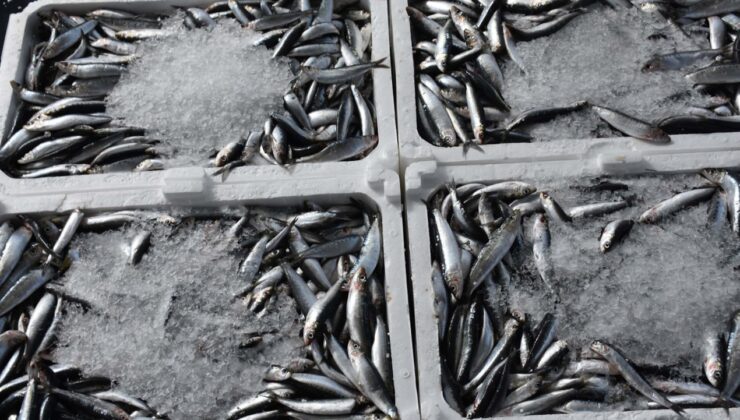 Hamsinin kilosu 100 TL'ye indi