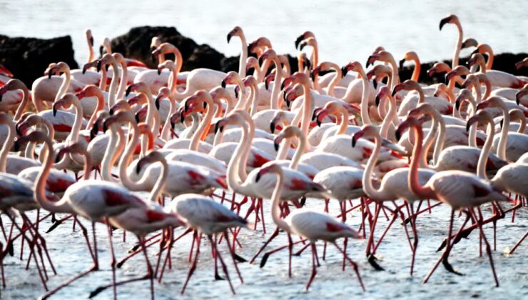 Havalar soğudu sulak alan flamingo ile doldu