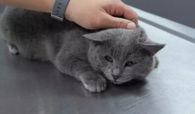 İştahsız kedisini veterinere götüren çift hayatının şokunu yaşadı