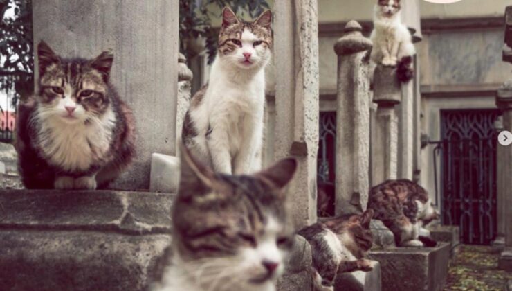 İstanbul İtfaiyesi’nden kediler için uyarı