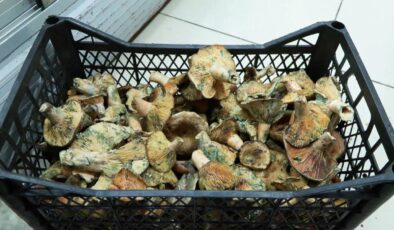 İstanbul’da bir ayda 60 kişiyi zehirledi! Uzmanlar uyardı: Açıkta satılanlara dikkat edin