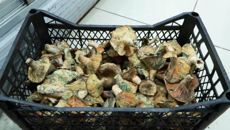 İstanbul’da bir ayda 60 kişiyi zehirledi! Uzmanlar uyardı: Açıkta satılanlara dikkat edin