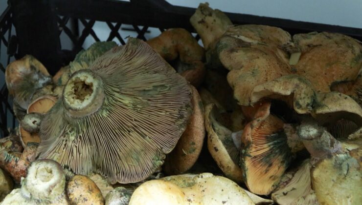 İstanbul'da sessiz büyüyen tehlike: 5 saat içinde etkisini gösteriyor, 60 kişi hastanelik oldu