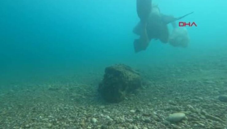 İstilacı istiridye ve midyeler, yerli deniz kestanelerinin yerini aldı