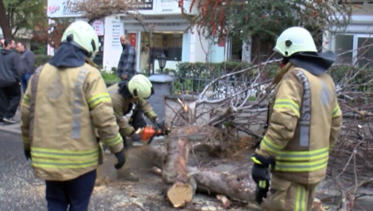 Kadıköy’de seyir halindeki cipin üzerine ağaç devrildi