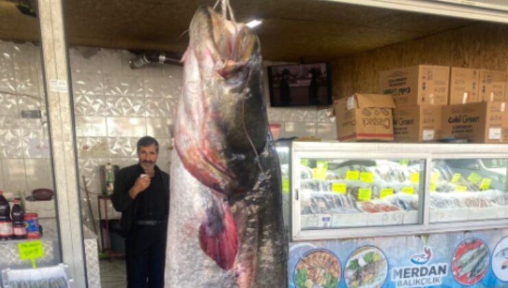 Kahramanmaraş'ta 100 kilogramlık yayın balığı yakalandı