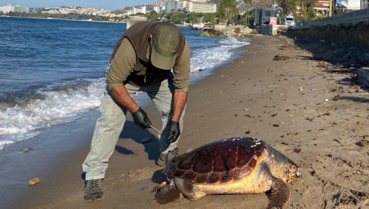 Kaplumbağalar ölü olarak Kuşadası sahiline vurmaya başladı