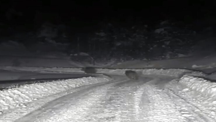 Kar çalışması yapan ekipler 4 ayıyla karşılaştı