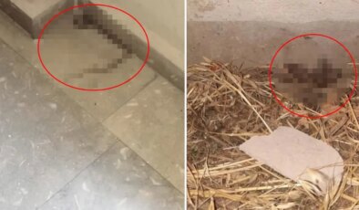 Kız yurdunda çekildiği söylenen görüntüler vahim