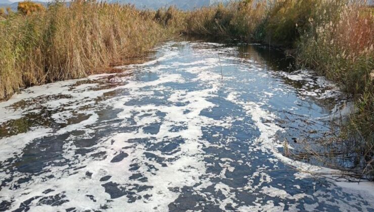Koruma altındaki Bafa gölüne zehir akıyor, balıklar ölmeye başladı