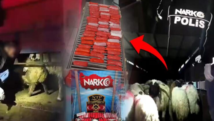 Küçükbaş hayvanların karnına onlarca kilo uyuşturucu saklamışlar!