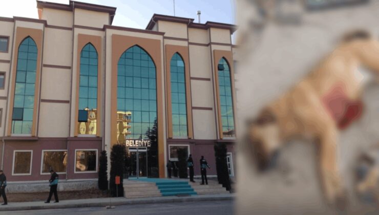 MHP'li belediye köpeği vurdu, müdahale eden tanıklar tutuklandı