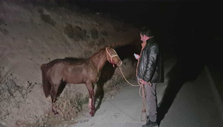 Milyonluk yarış tayları firarda: Bir kent teyakkuza geçti!