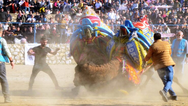 Muğla’da ki deve güreşleri Şap hastalığı nedeniyle iptal edildi