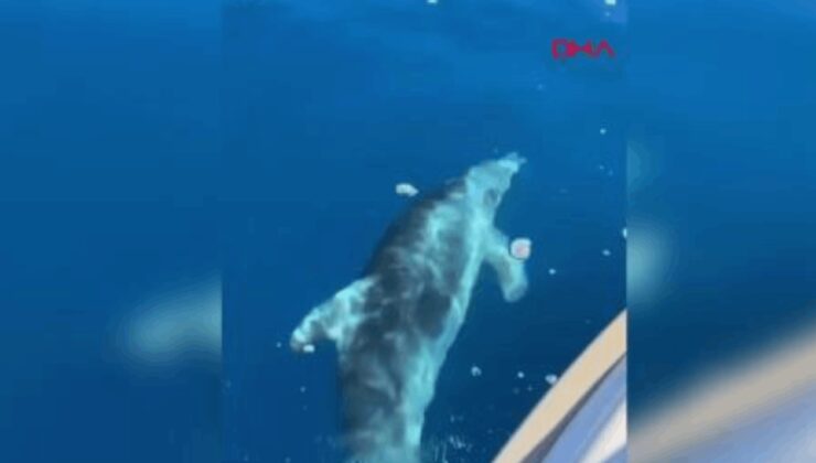 Muğla'da teknenin yanında yüzen yunus sürüsü kamerada