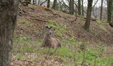 Nesli tehlike altında! İstanbul’da koruma altında çoğaltılıyor