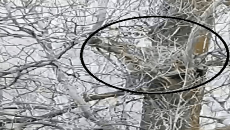 Nesli tehlike altında olan vaşak, ağaçta görüntülendi