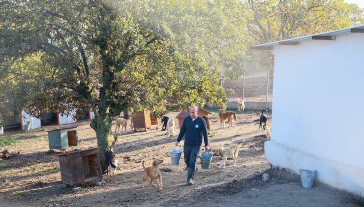 Sahiplendiği 2 köpeği sokağa terk etti, binlerce liralık cezayı yedi