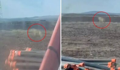 Sivas’ta tarlasını süren çiftçiyi ürküten görüntü