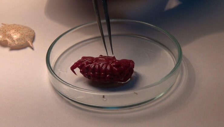 Türkiye’de ilk kez görüldü! Uzmanı açıkladı: Tropikleşmenin sonucu