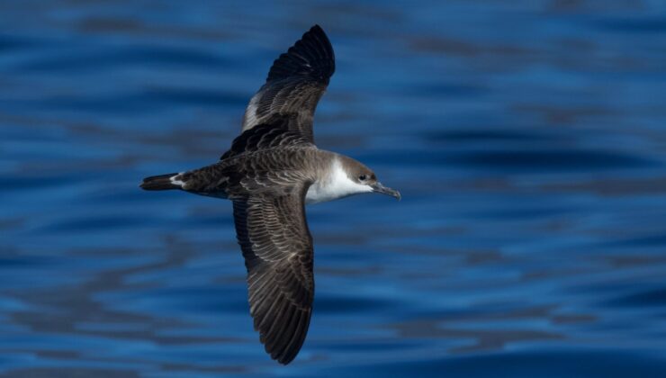 Türkiye'de ilk kez görüldü, ekipler peşine düştü