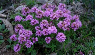 Yurt dışına kaçırmak istediği çiçek hayatını karattı: 557 bin lira ceza kesildi