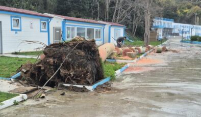Zonguldak’ta kuvvetli rüzgar; 90 yaşındaki çınar ağacı devrildi