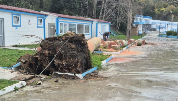 Zonguldak’ta kuvvetli rüzgar; 90 yaşındaki çınar ağacı devrildi