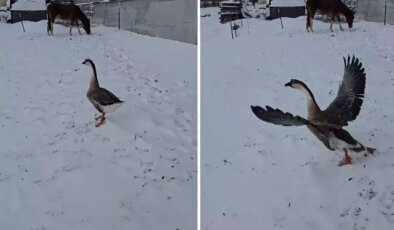 3 bin 500 TL verip kaz aldı, sonu büyük hüsranla bitti