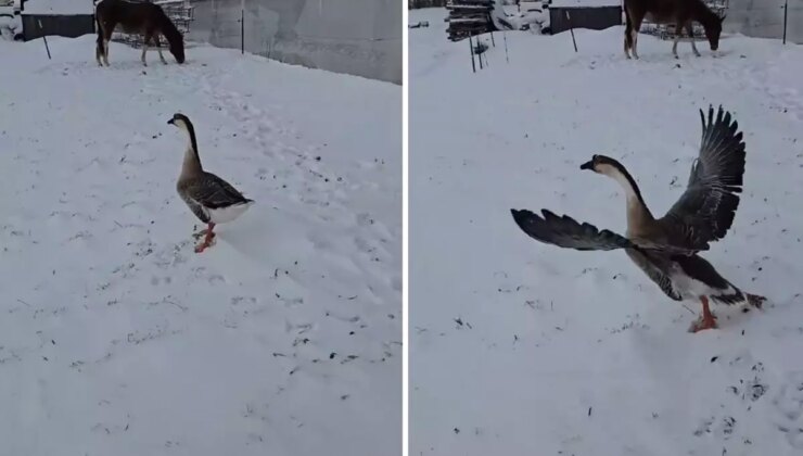 3 bin 500 TL verip kaz aldı, sonu büyük hüsranla bitti