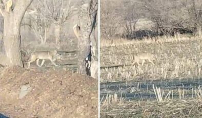 Aç kalan kurtlar yerleşim merkezine indi