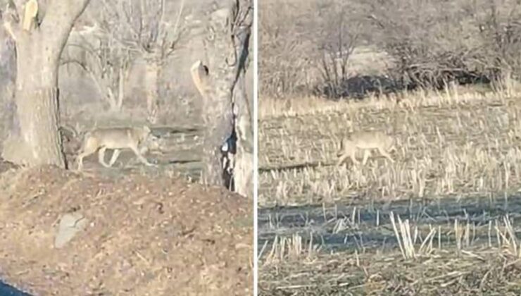 Aç kalan kurtlar yerleşim merkezine indi