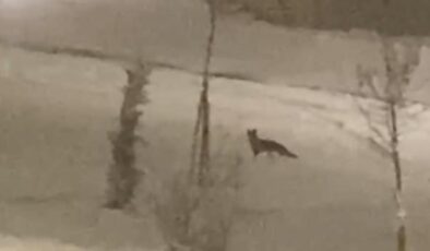 Aç kalan tilki şehir merkezine indi