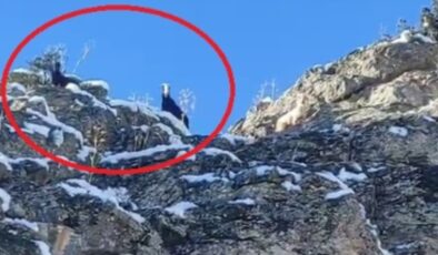 Adana'da dağda mahsur kalan keçiler kurtarılmayı bekliyor