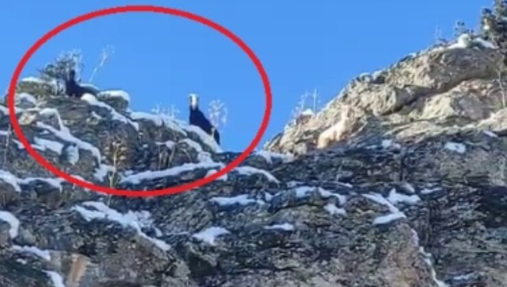 Adana'da dağda mahsur kalan keçiler kurtarılmayı bekliyor