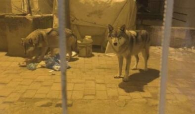 Ankara’da aç kalan kurtlar ilçeye indi