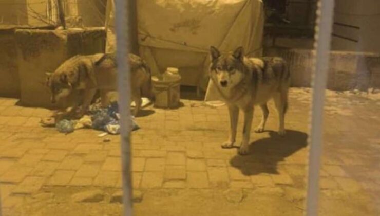 Ankara’da aç kalan kurtlar ilçeye indi