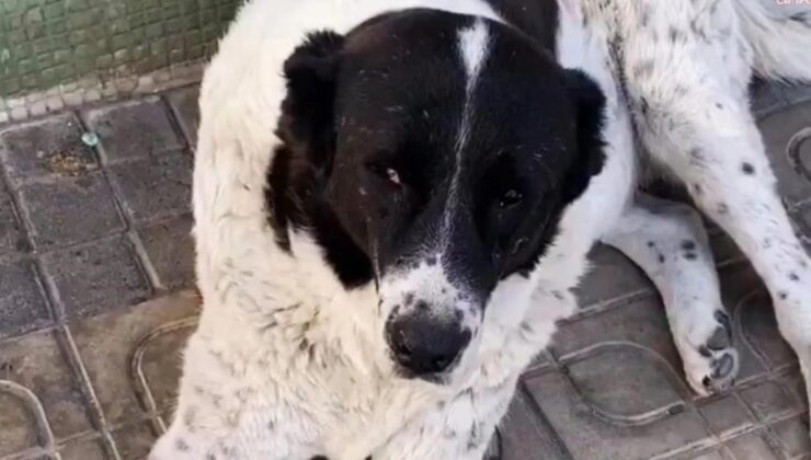 Ankara’da Matmazel'i darbeden sorumluların iş akitleri feshedildi