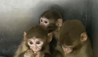 Bursa'da 3 makak maymunu korumaya alındı