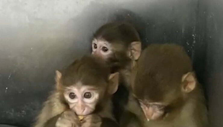 Bursa'da 3 makak maymunu korumaya alındı