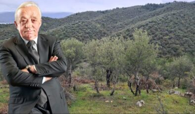 Cengiz, Sinop’ta tam 224 bin ağaç kesecek!